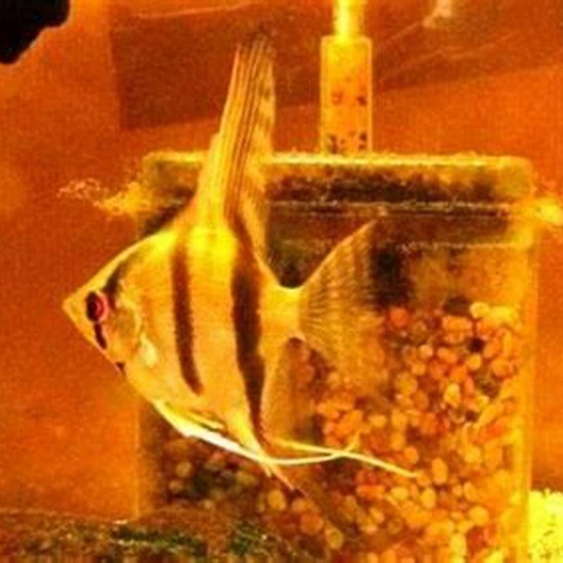 How long can angelfish go without eating?