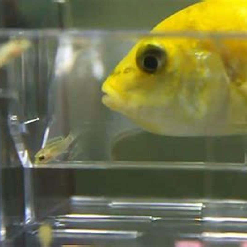 How long do African cichlids hold fry?