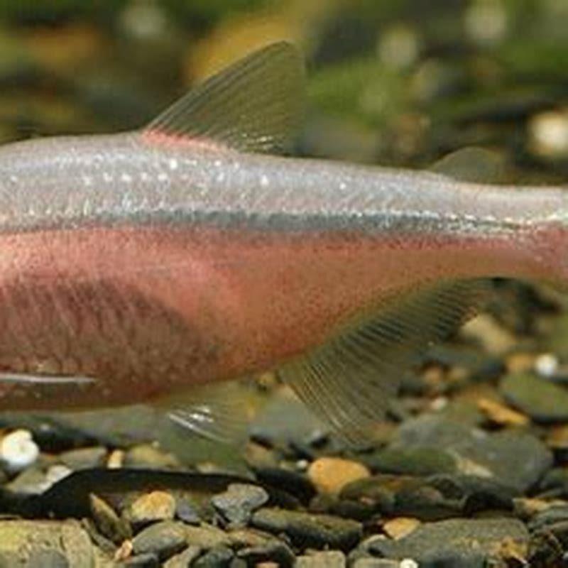 How long do blind cave tetra fish live?