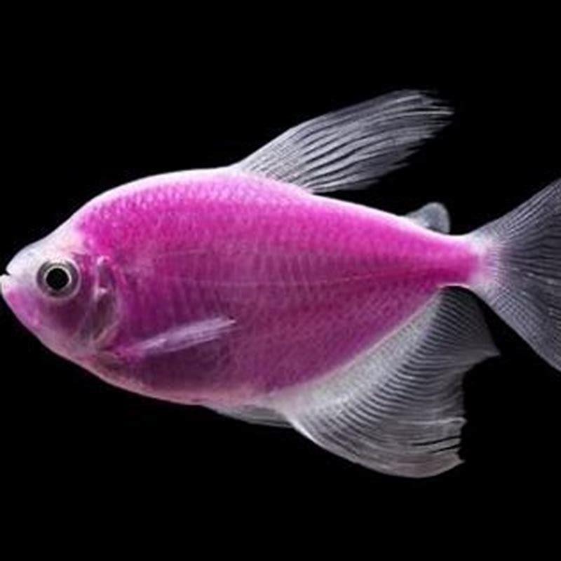 How long do dyed fish live?