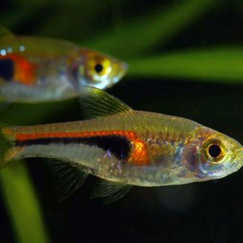 How long do glowlight rasboras live?