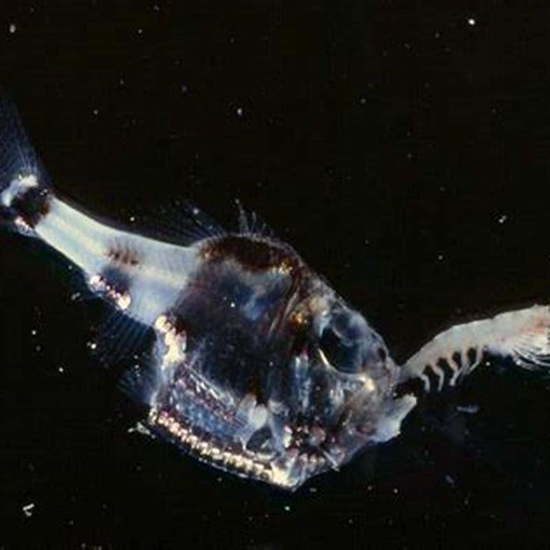 How long do hatchet fish live for?