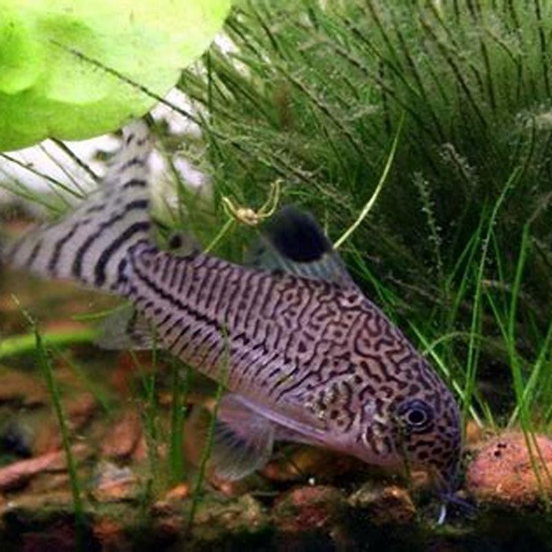 How long do Julii Cory catfish get?