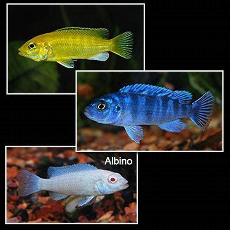 How long do mbuna cichlids hold for?