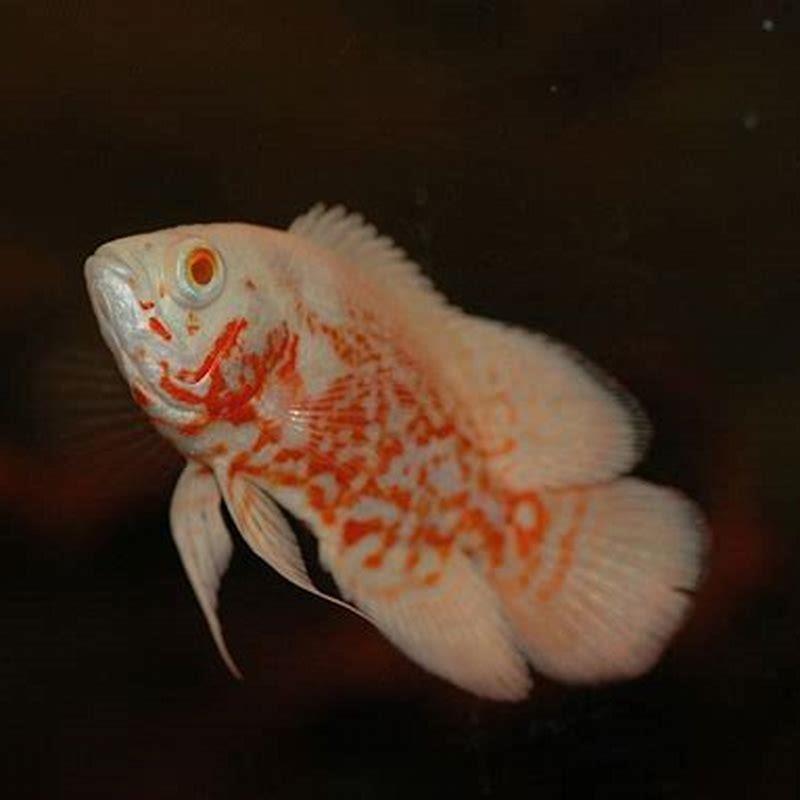 How long do Oscar fish live?