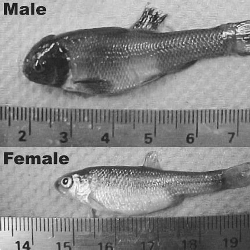 How long does it take for fathead minnows to mature?
