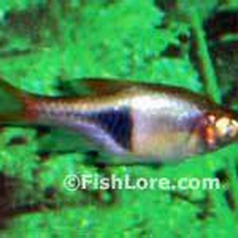 How long does it take for harlequin rasboras to reach full size?