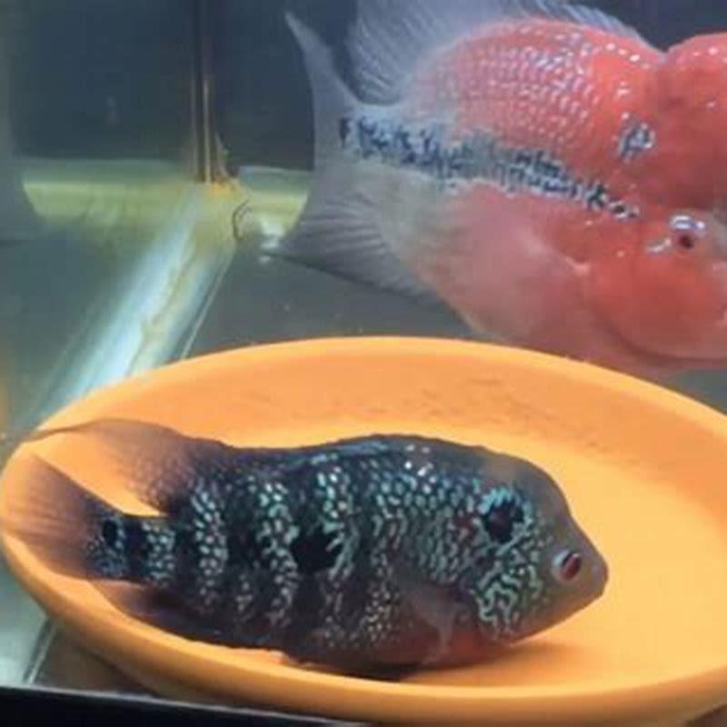 How long does it take for killifish eggs to hatch? - DIY Seattle