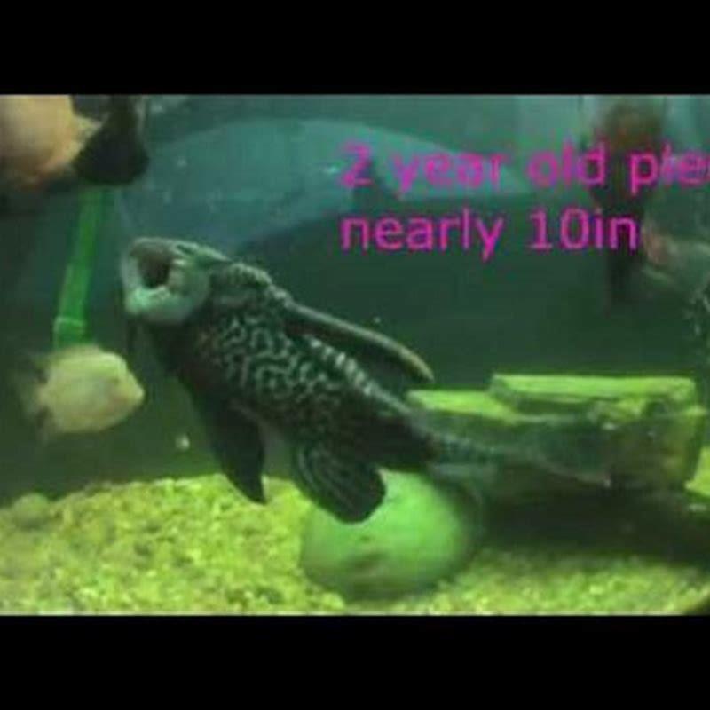 How long does it take for plecos to grow full size?