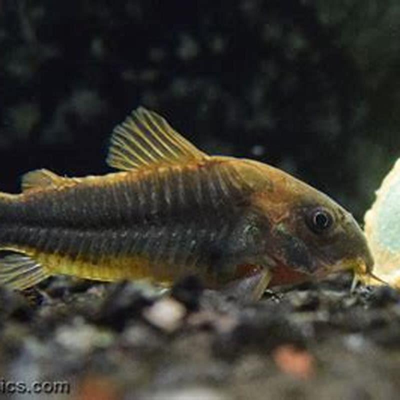 How many cory catfish live together?