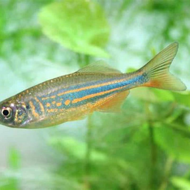 How many danios should live together?