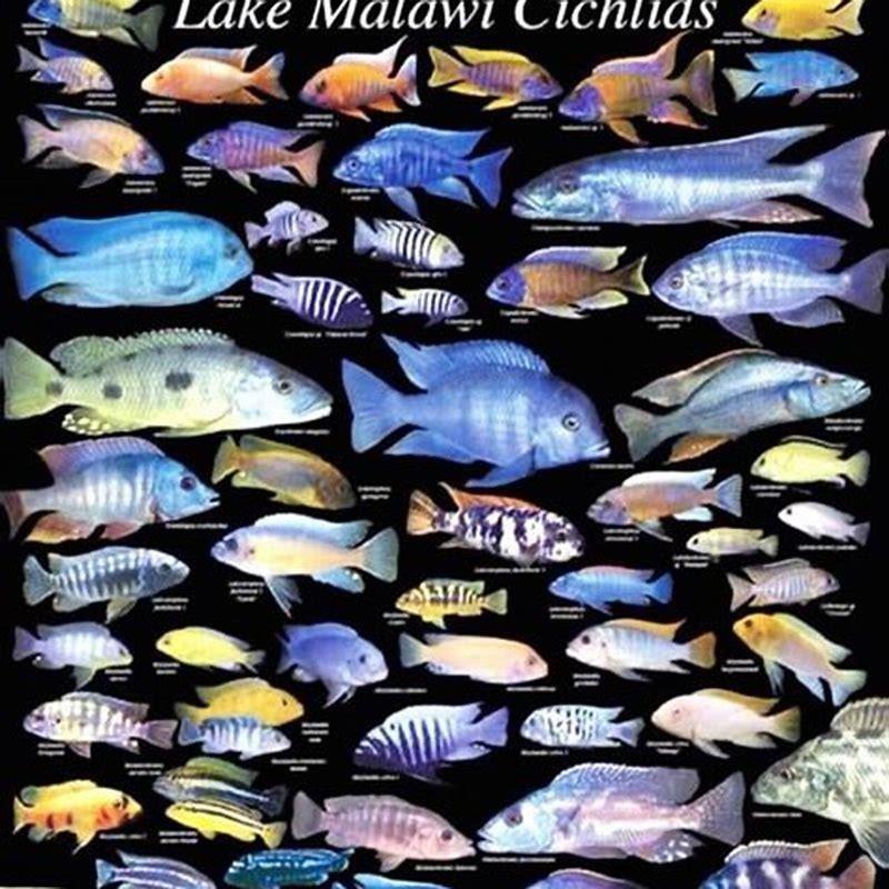 How Many Different Types Of African Cichlids Are There 
