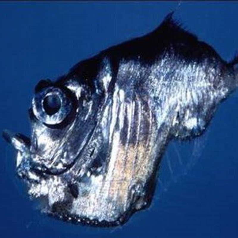 How many fish are in a hatchet?