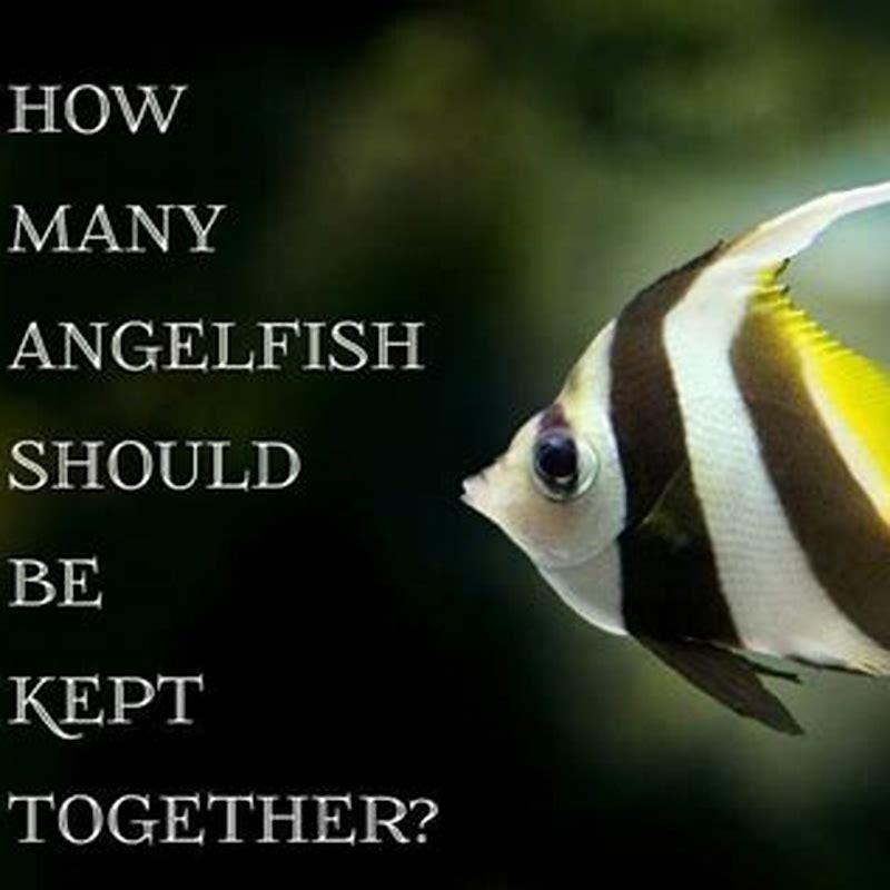 How many fish should be kept together?