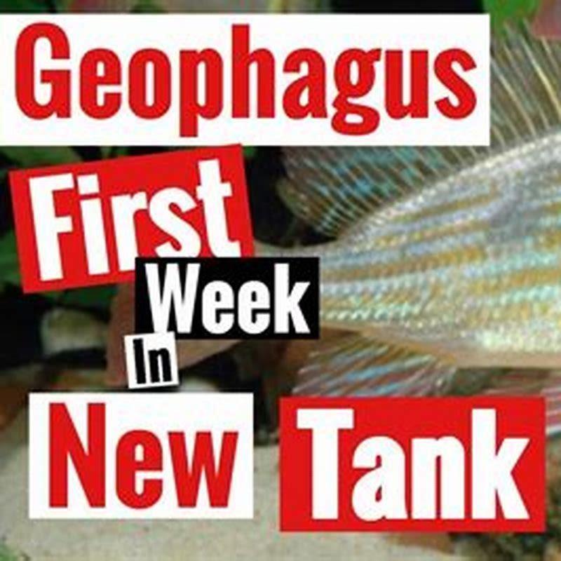 How many Geophagus should I keep together?