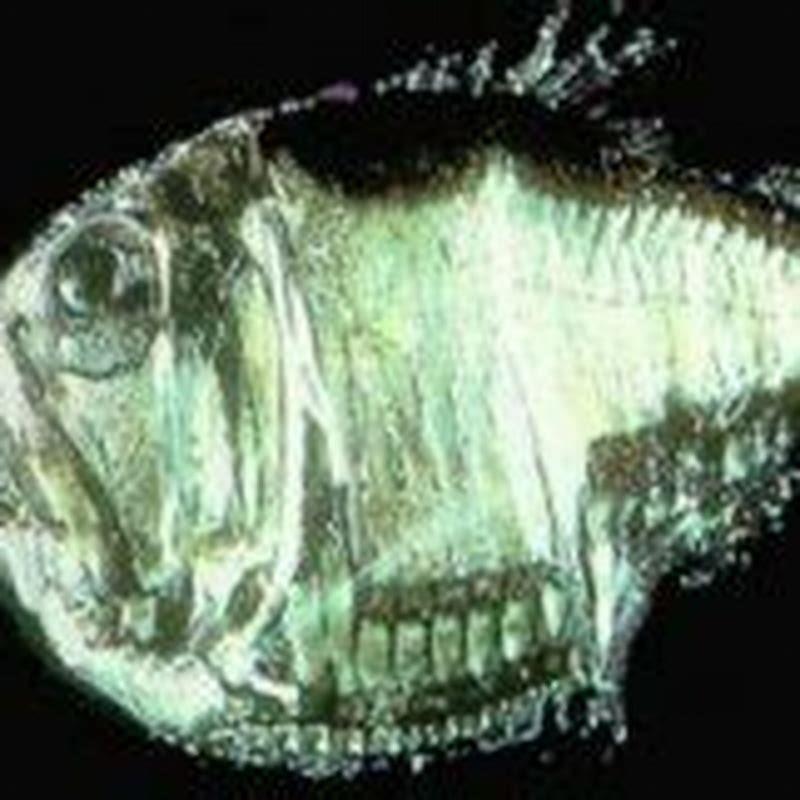 How many hatchet fish should I get?