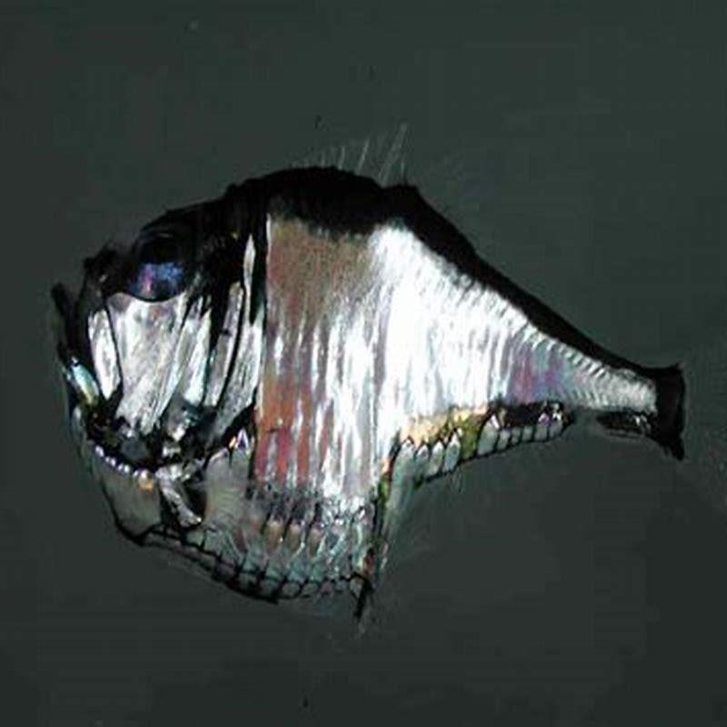 How many hatchetfish are there in the world?