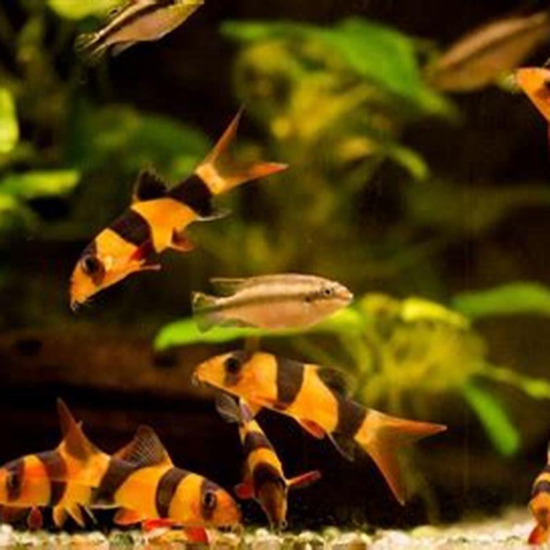 How many loaches can you keep together?