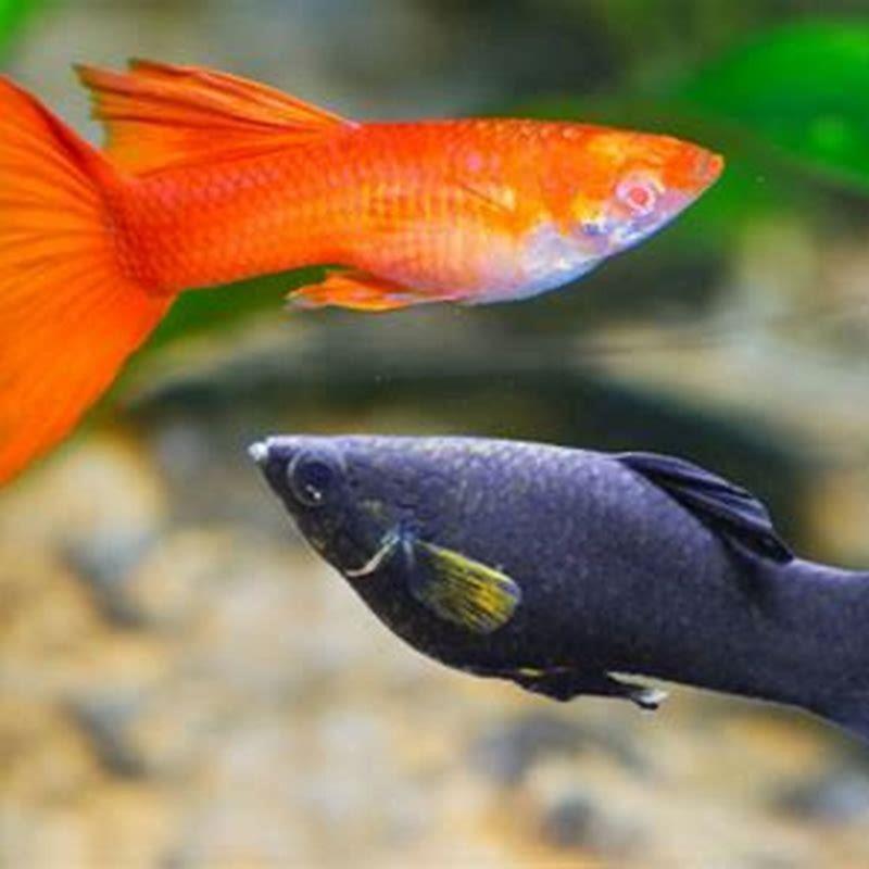 How many molly fish can you have together?