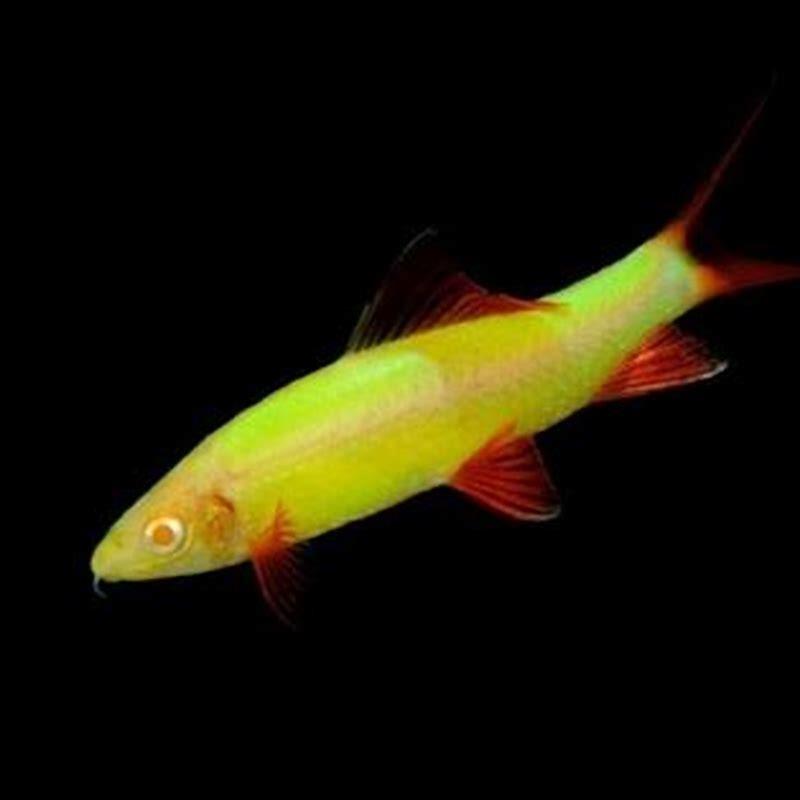 How many rainbow shark should be kept together?