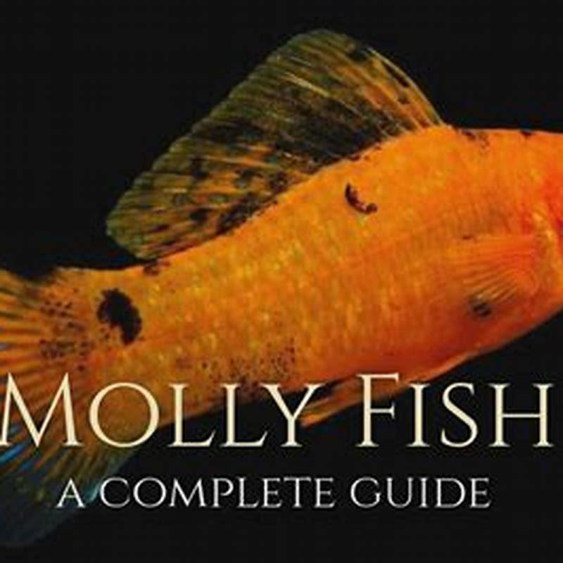 how-many-rupees-is-a-molly-fish-diy-seattle