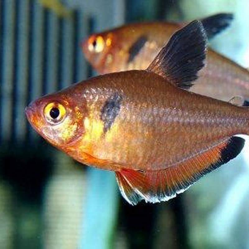 How many skirt tetras should be kept together?