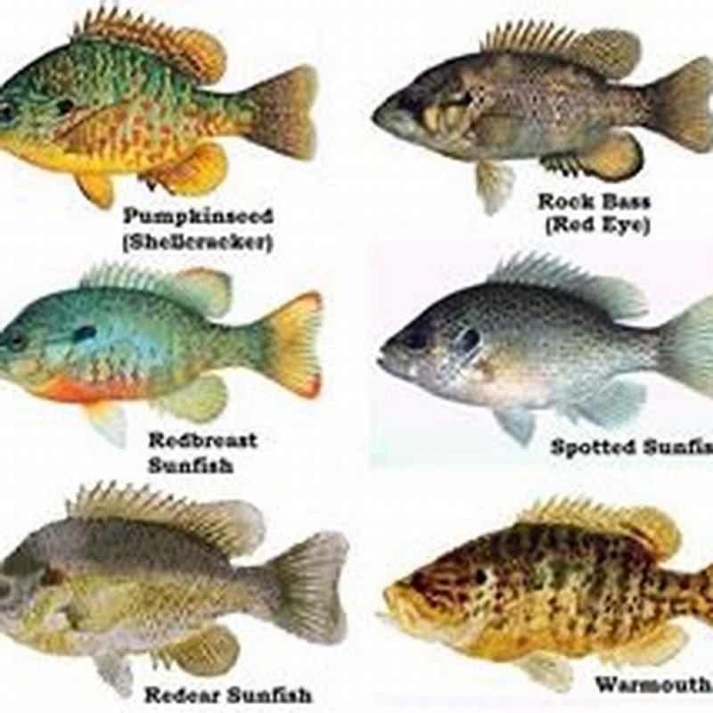 How many varieties of sunfish are there? - DIY Seattle