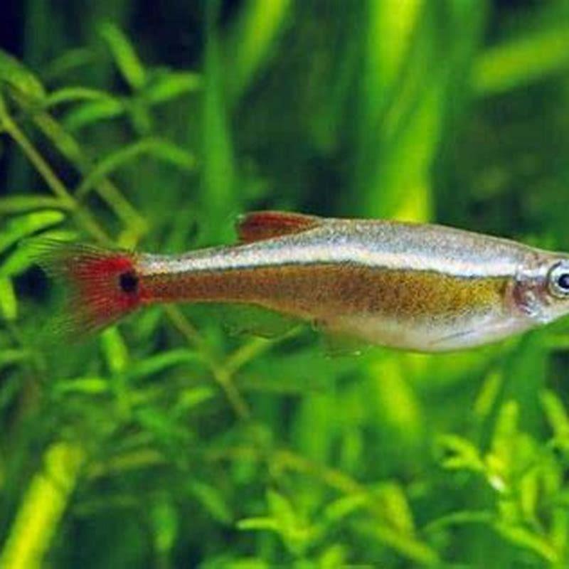 how-many-white-cloud-minnows-can-live-together-diy-seattle