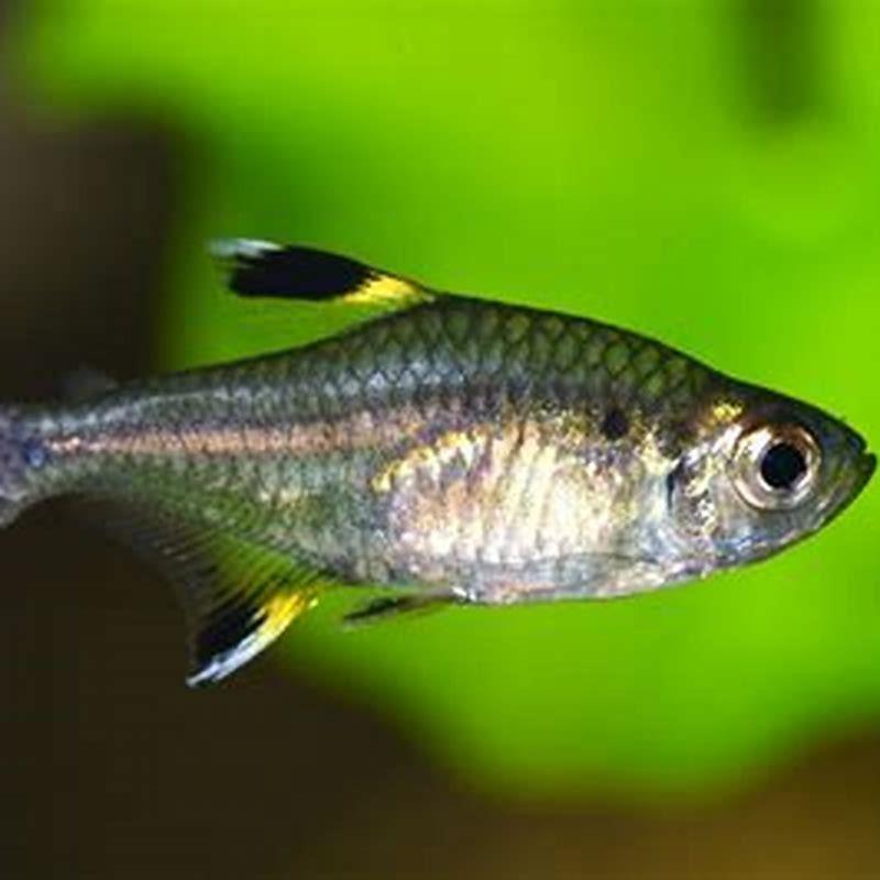 How many Xray Tetras should be kept together?