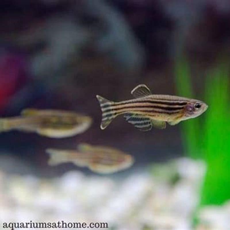 how-many-zebra-danios-should-be-kept-together-diy-seattle