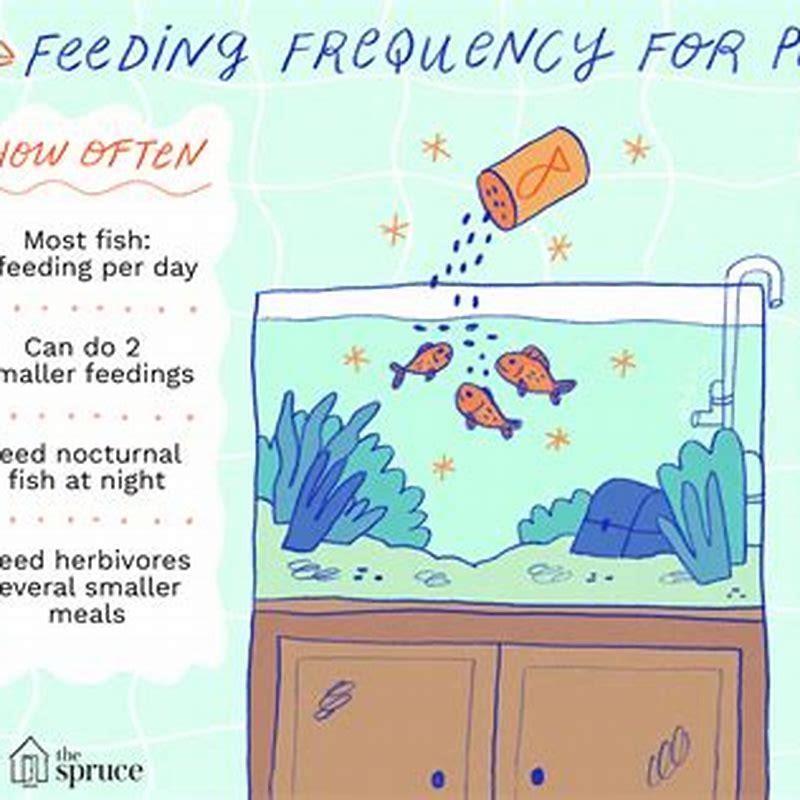 how-much-do-you-feed-a-fish-in-a-day-diy-seattle