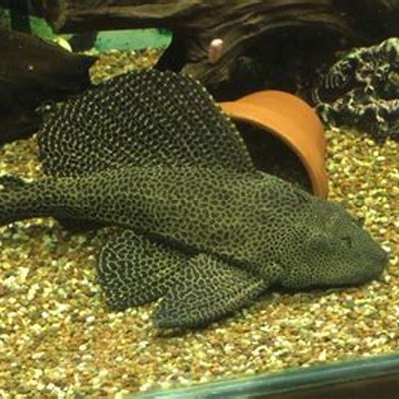 how-much-do-you-feed-a-sailfin-pleco-diy-seattle