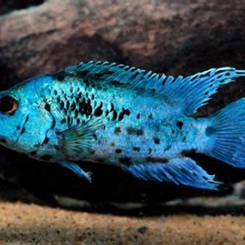 How much does a live fish cost?