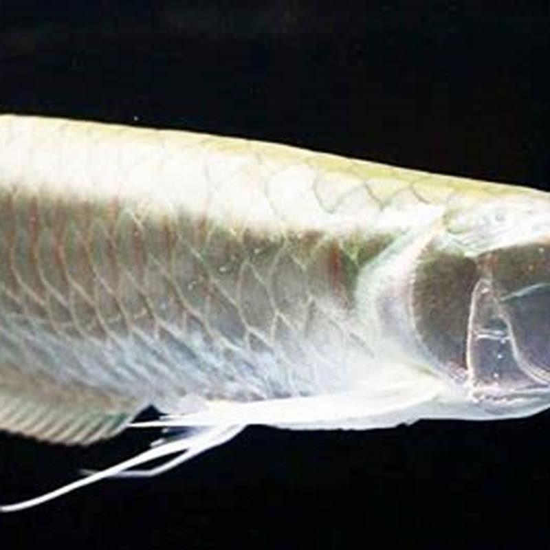 How much does a pet arowana cost?