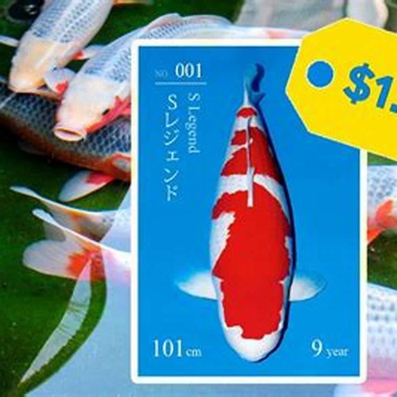 how-much-does-it-cost-to-own-a-koi-fish-diy-seattle