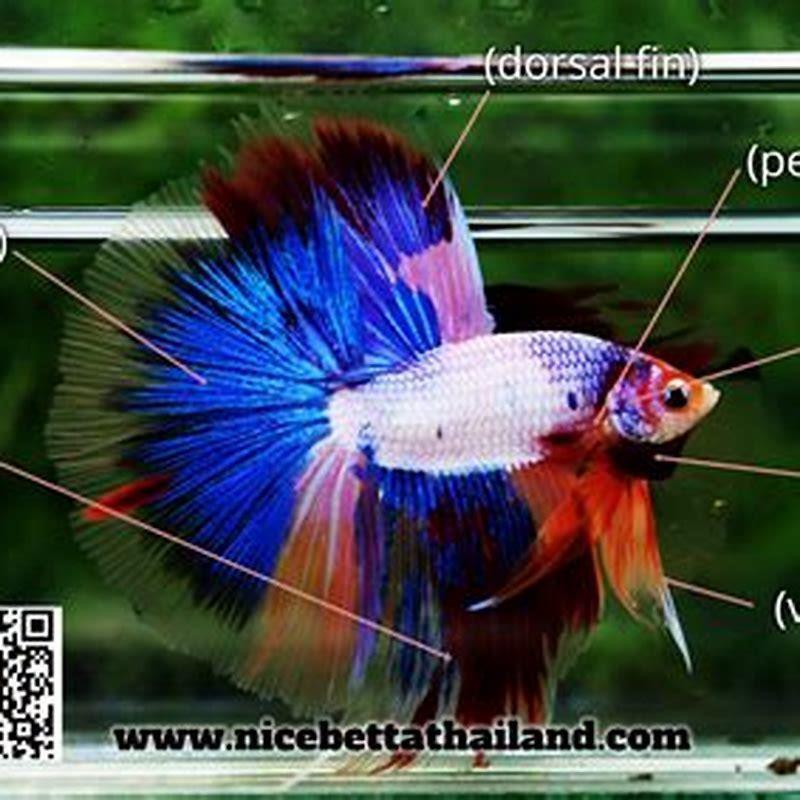 How much is betta fish in Thailand?