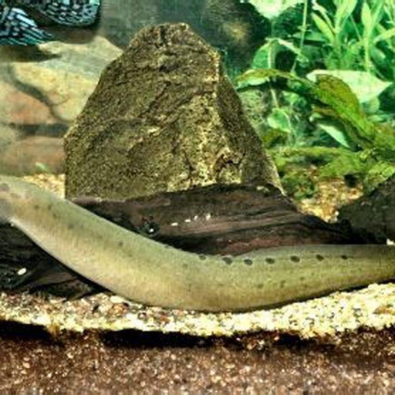 How often do spiny eels eat?