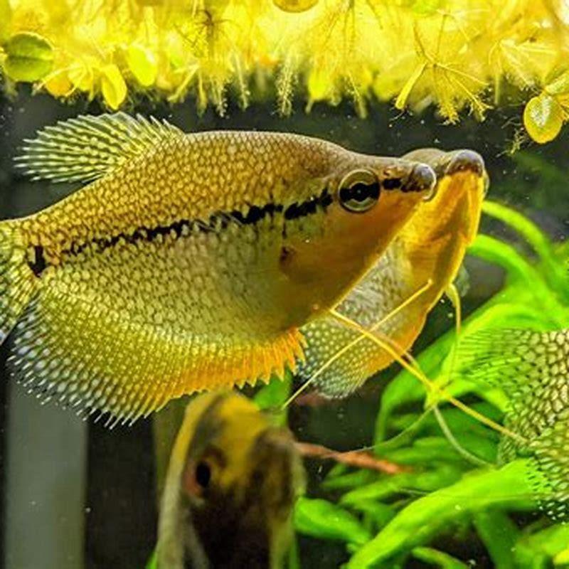 How often should I feed my pearl gourami?