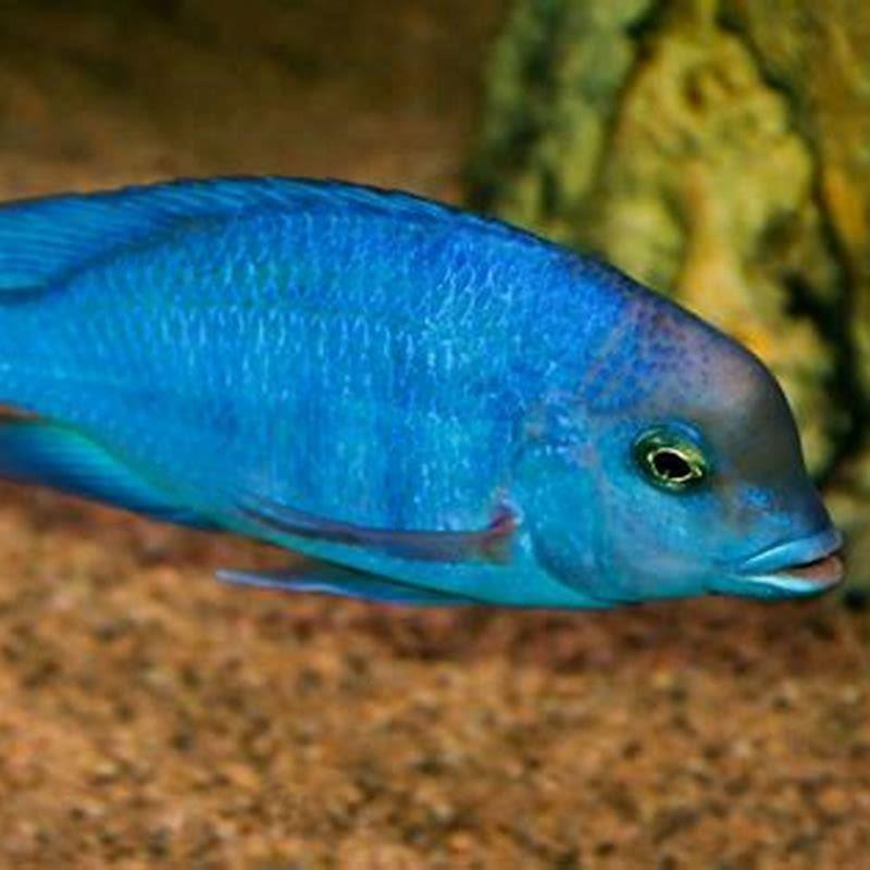 Is a Blue Dolphin cichlid a hap?