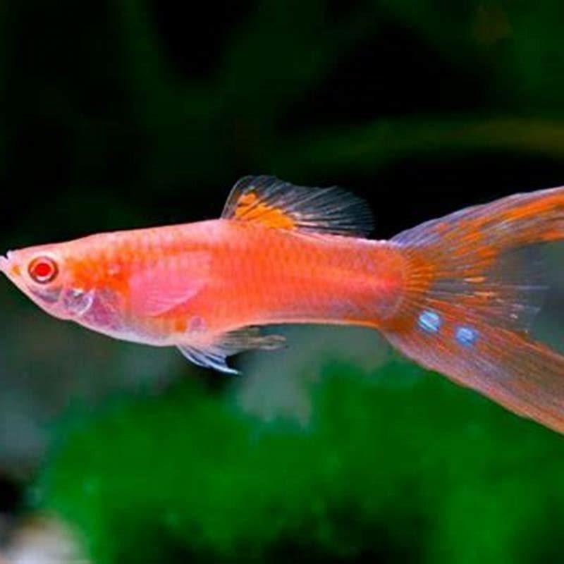 Is a guppy a reptile?