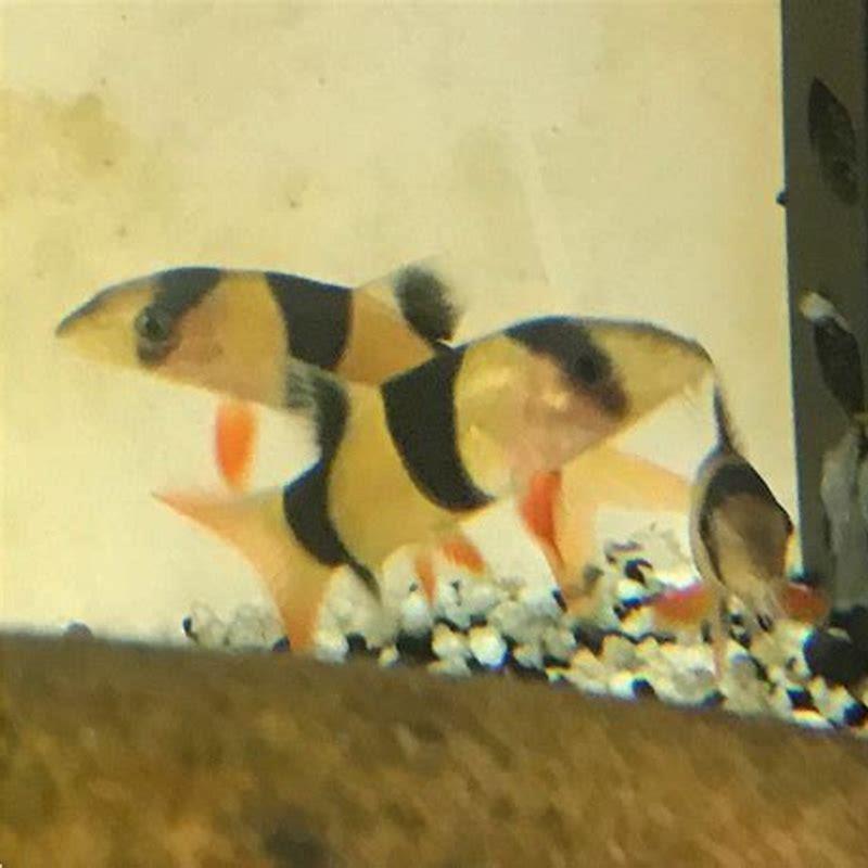 Is a loach a community fish?