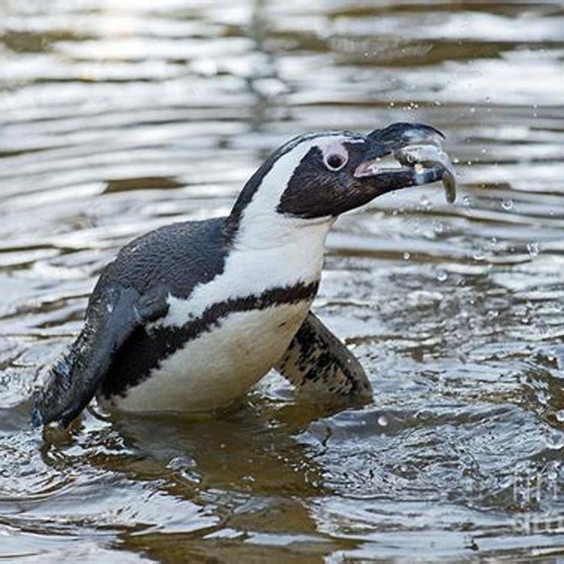 Is a penguin a fish?