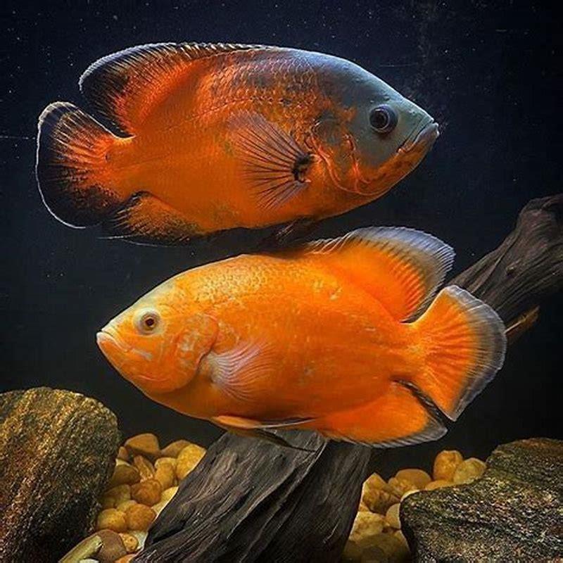 Is cichlid fish edible?