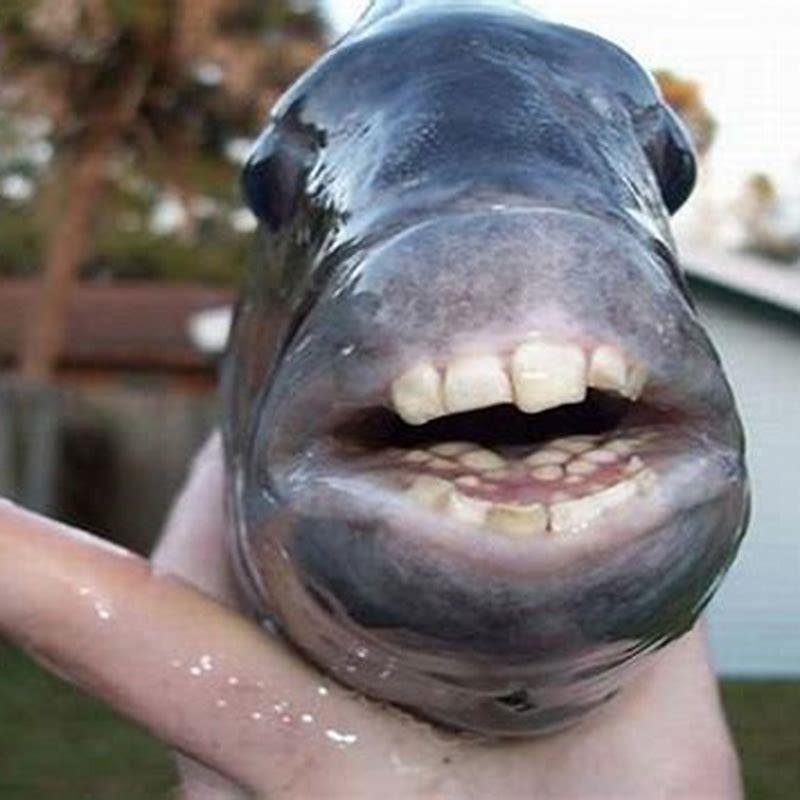 Is fish with human teeth real? - DIY Seattle