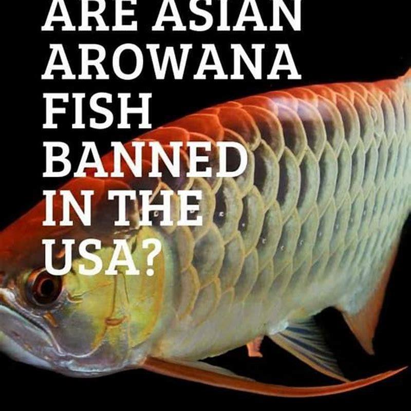 Is it hard to keep arowana?