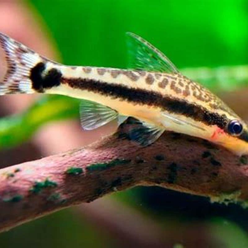 Is it OK for fish to eat algae?