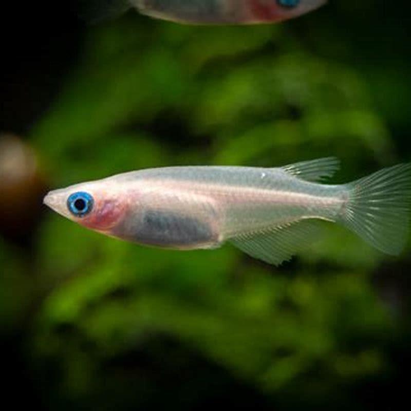 Is medaka a killifish?