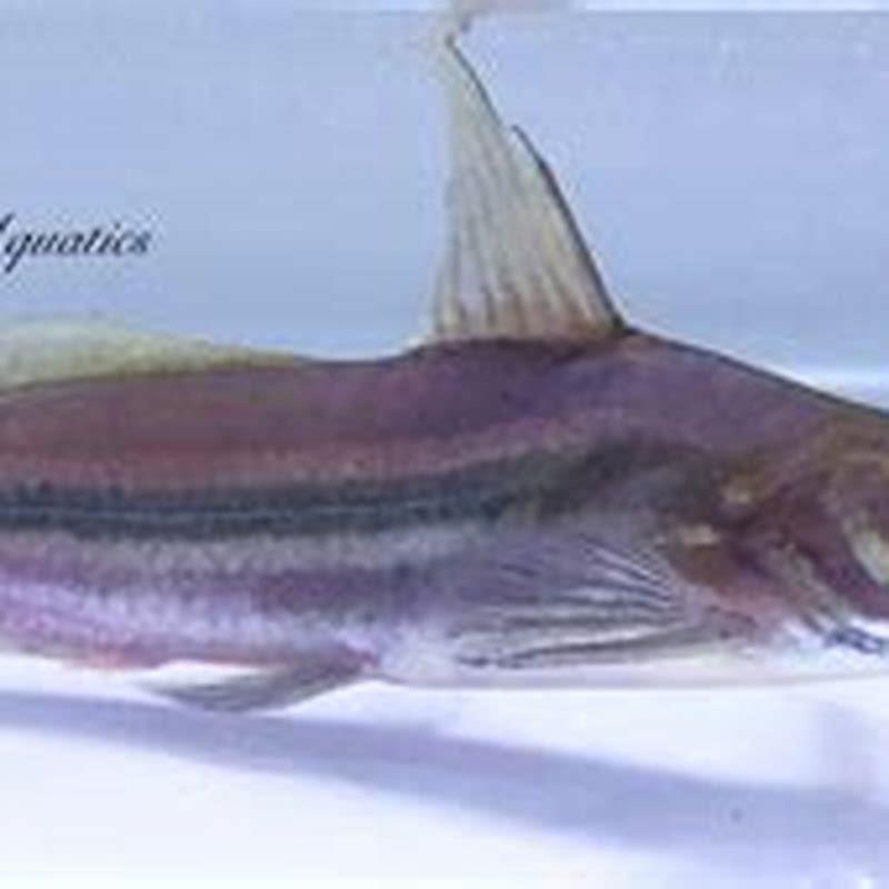 Is Mystus a catfish?