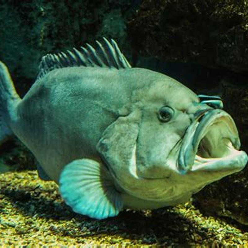 Is Mystus a predatory fish?