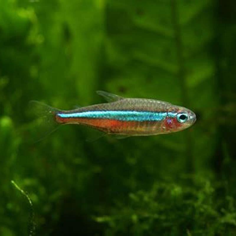 Is neon tetra a hardy fish?